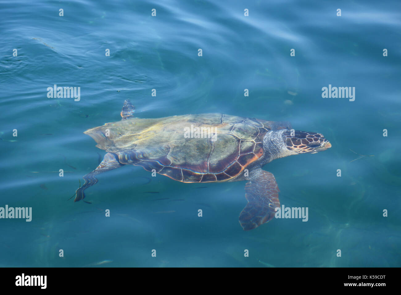 Caretta caretta caretta tartaruga di mare in habitat naturali. specie animali a rischio di estinzione. Foto Stock
