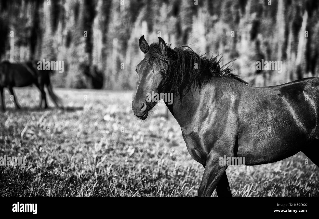 Cavalli selvaggi gamma la pryor montagne fuori lovell, Wyoming. Foto Stock