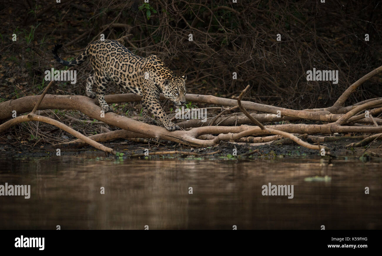 Jaguar (Panthera onca) da Pantanal del Nord, Brasile Foto Stock