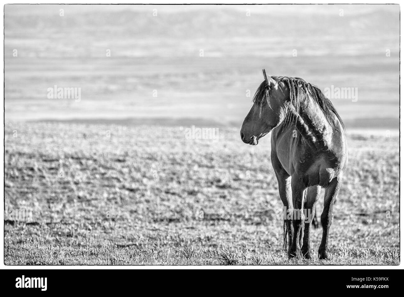 Cavalli selvaggi gamma la pryor montagne fuori lovell, Wyoming. Foto Stock