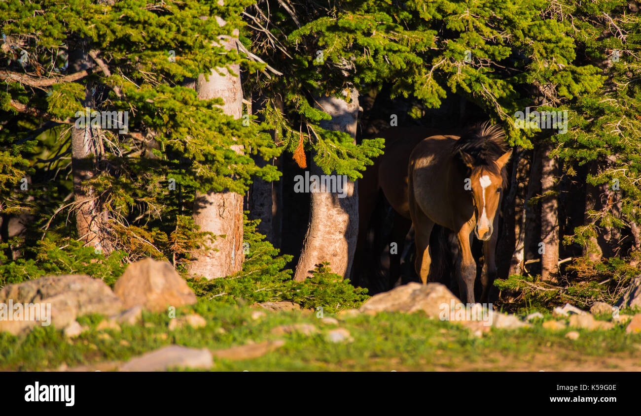 Cavalli selvaggi gamma la pryor montagne fuori lovell, Wyoming. Foto Stock