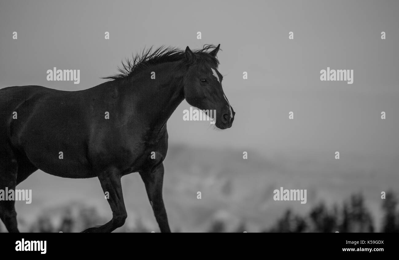Cavalli selvaggi gamma la pryor montagne fuori lovell, Wyoming. Foto Stock