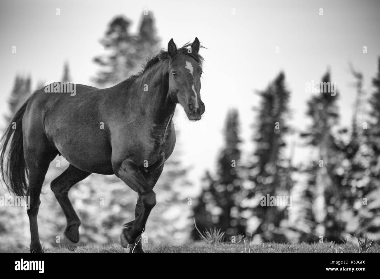 Cavalli selvaggi gamma la pryor montagne fuori lovell, Wyoming. Foto Stock