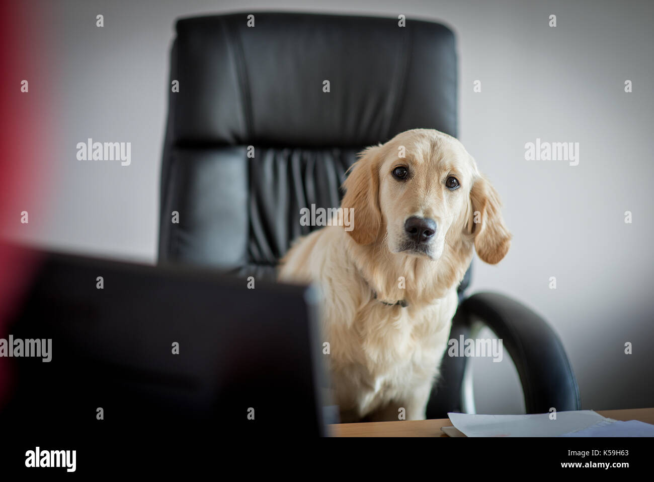 Golden Retriever cucciolo lavora in ufficio Foto Stock