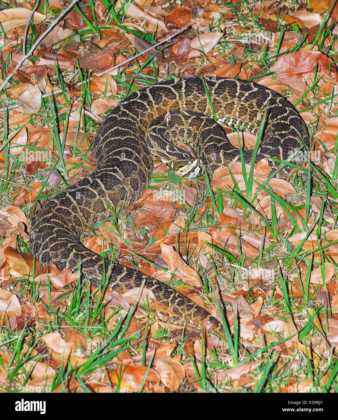 Serpente Bothrops noto come Jararaca in Brasile. Snake mimetizzati tra foglie secche ed erba con un veleno mortale. Foto Stock