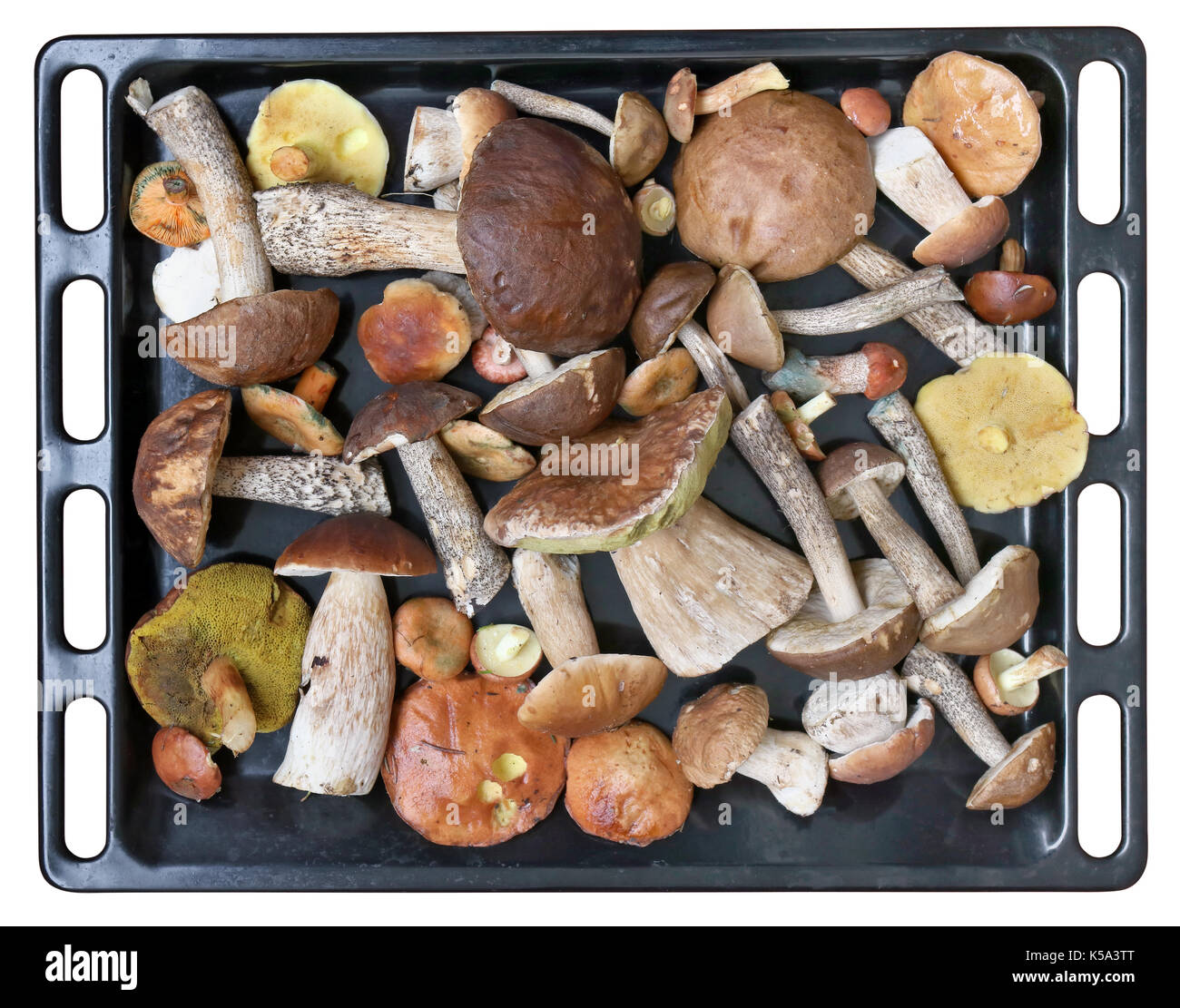 Nobile delicatezza fresca funghi di bosco su un metallo nero teglia.  preparati per essiccazione a forno. isolato con patch Foto stock - Alamy