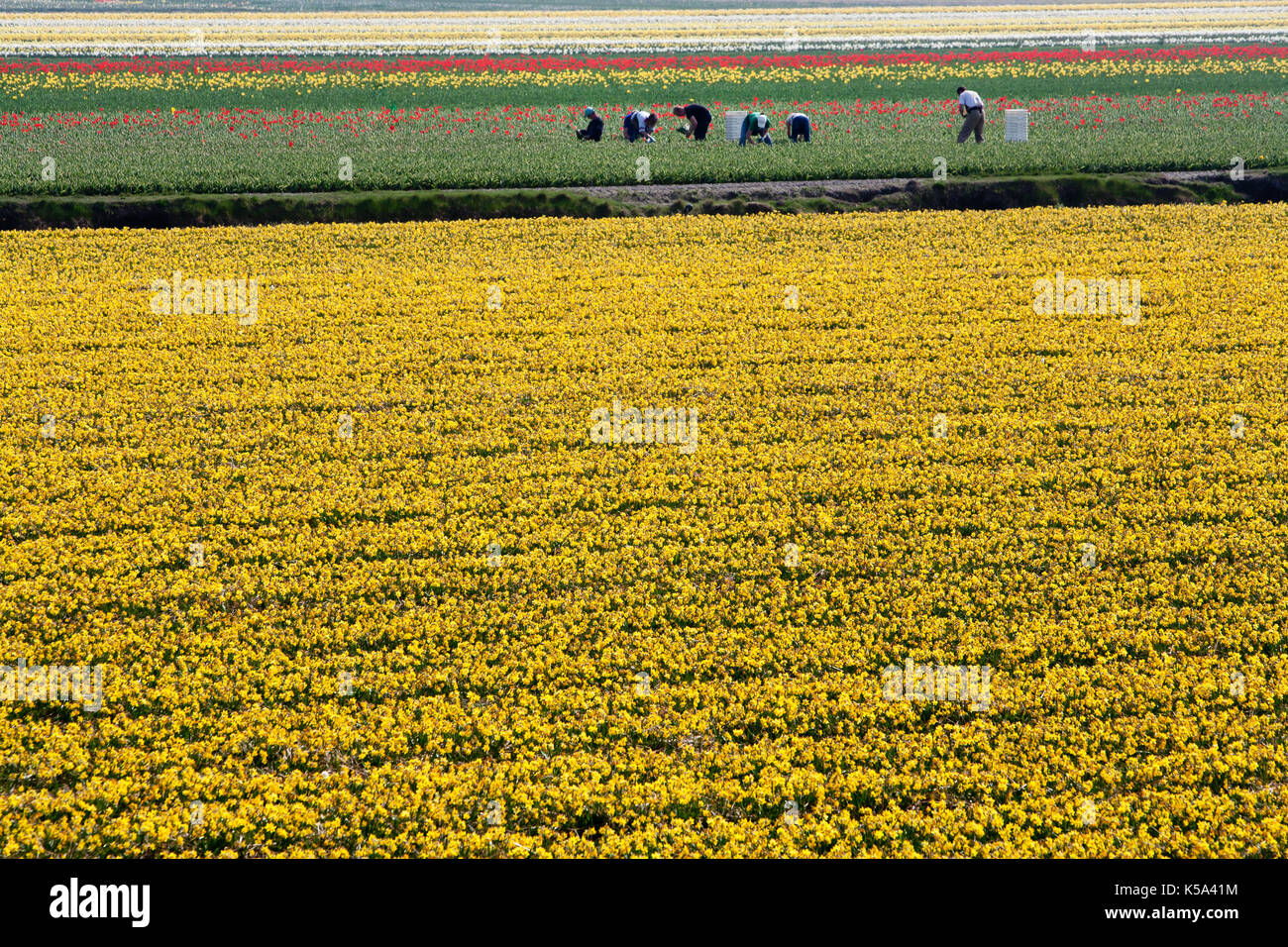 Lavoratori in campi di fiori in Paesi Bassi Foto Stock