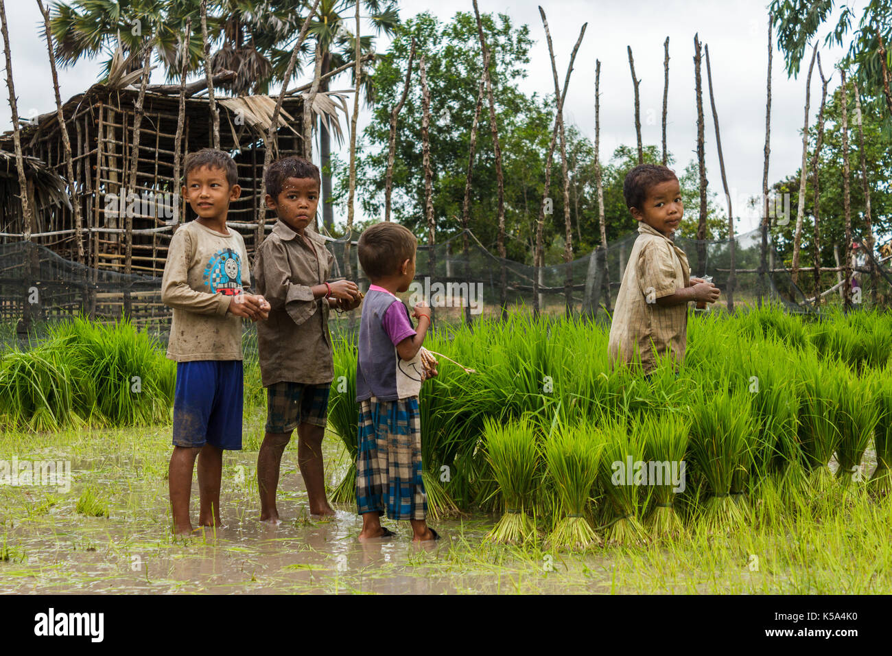 Siem Reap, Cambogia - 9/12/2015: un gruppo di ragazzi che si radunano nei pressi di riso sul loro villaggio farm. Foto Stock