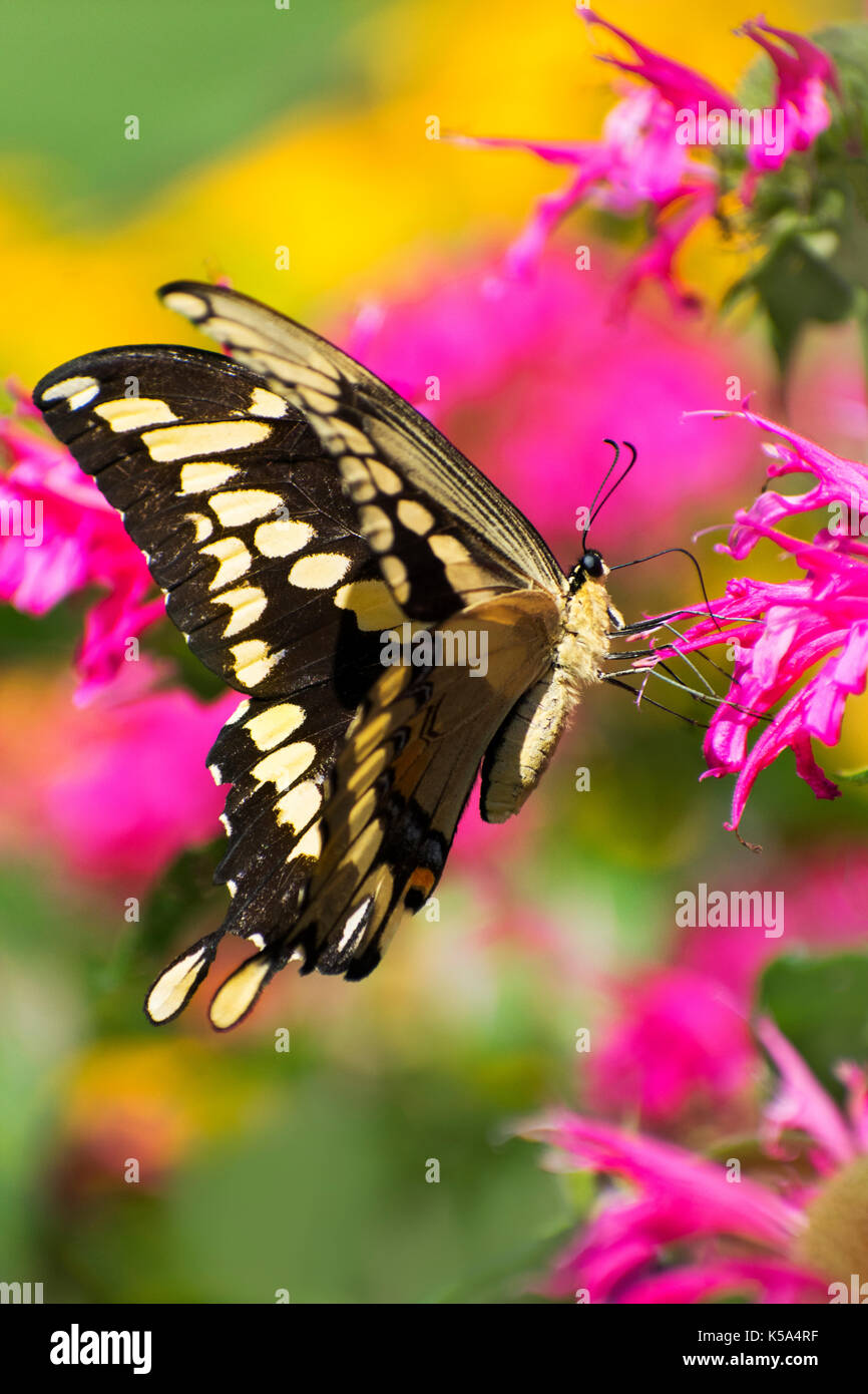 A coda di rondine gigante farfalla (papilio cresphontes) vicino sul fiore rosa nel giardino estivo habitat. Foto Stock