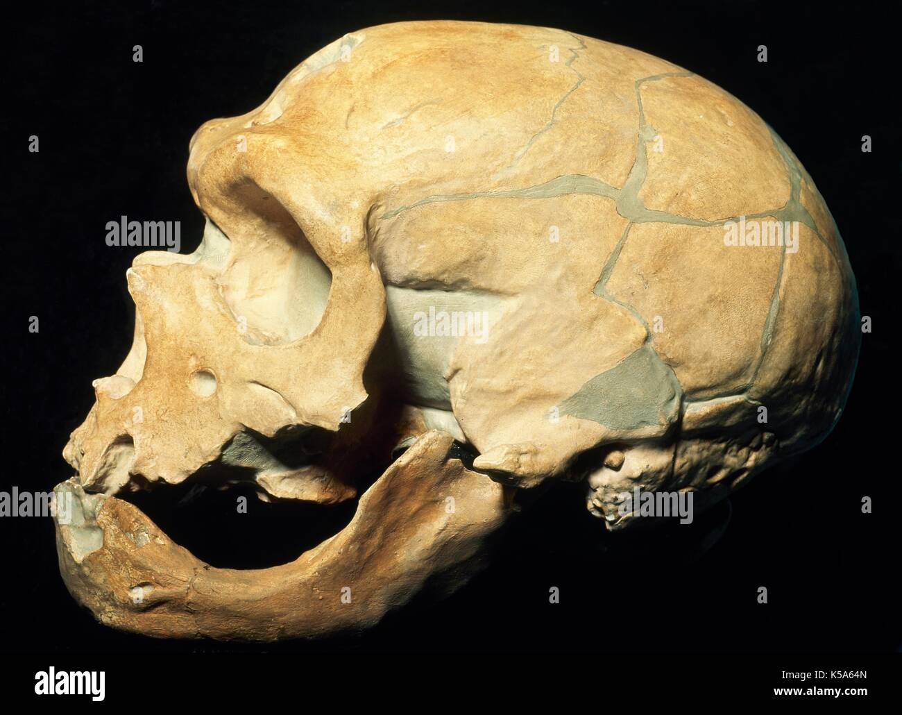 La preistoria. Il paleolitico. Musteriane. Cranio neandertaliano (Homo Sapiens Neanderthalensis). Paleolitico Medio (90000 BC-35000 BC). Museo di Storia Naturale. Milano (Italia). Foto Stock