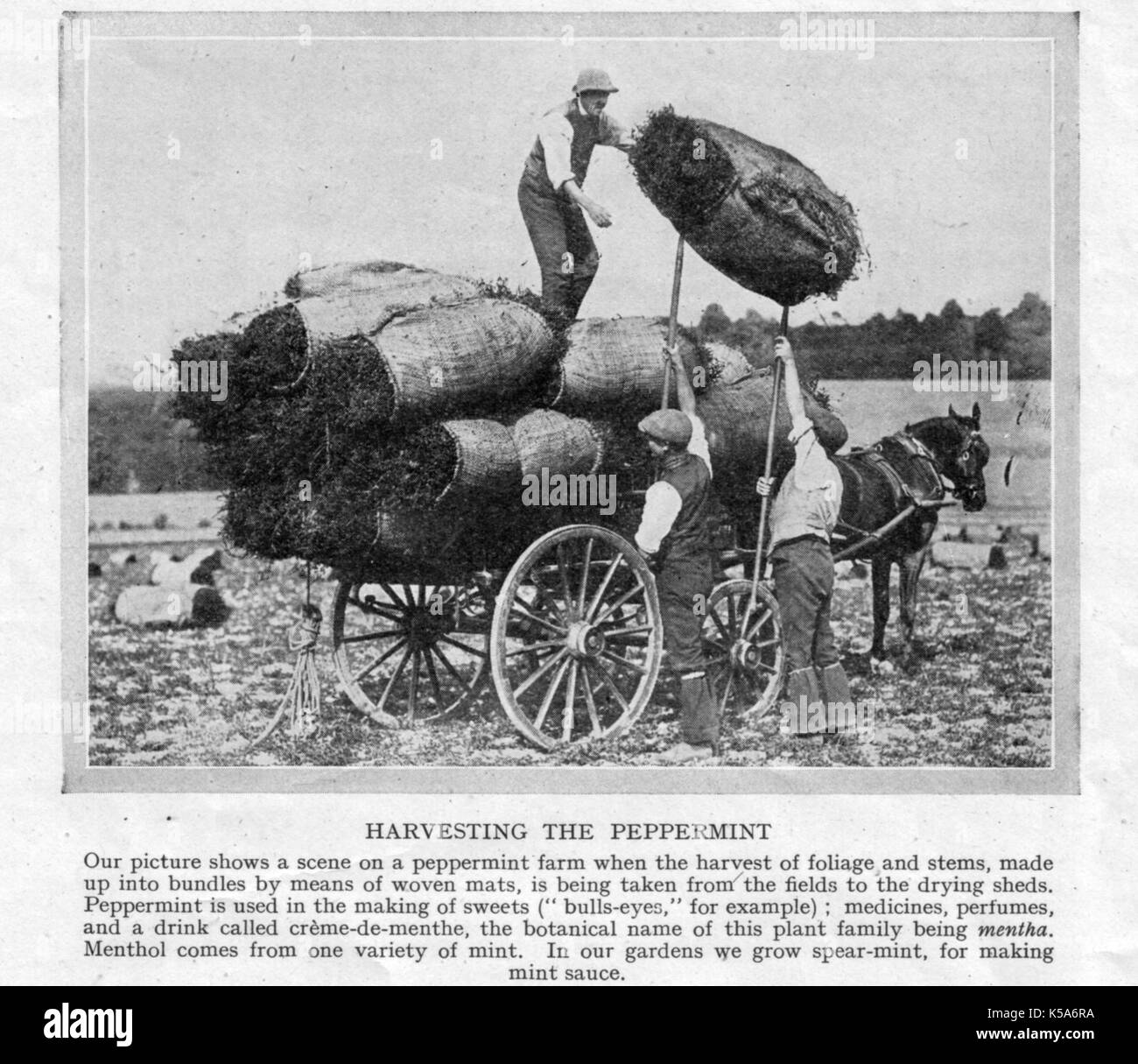 Allevamento di menta piperita in Inghilterra settentrionale -1930's - raccolta prima di essiccazione e utilizzato per aromatizzare i dolci, profumi, farmaci, tè ecc. Foto Stock