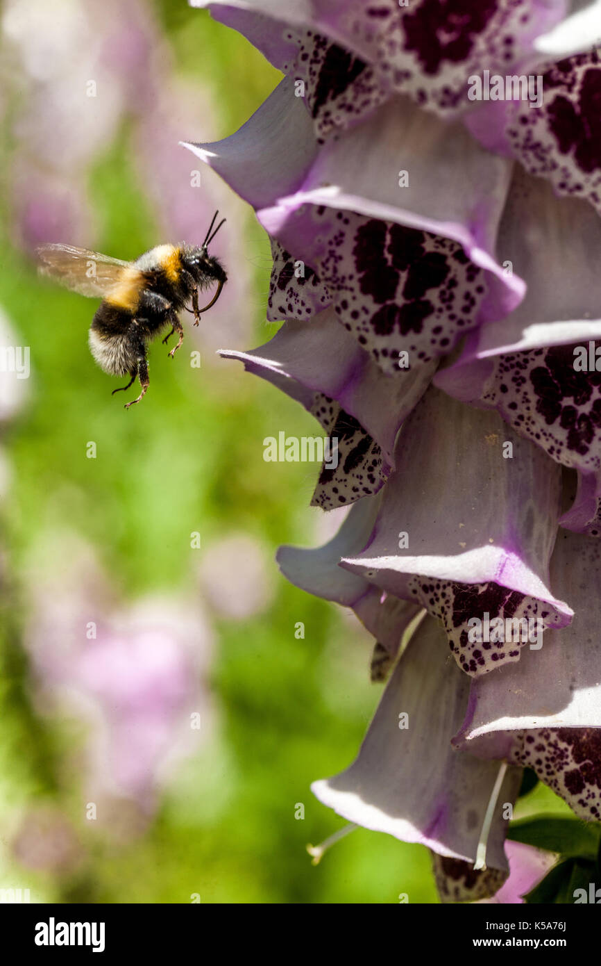 Bumblebee Flying, Foxglove, digitalis purpurea, Flying bumblebee to Fiore Foto Stock