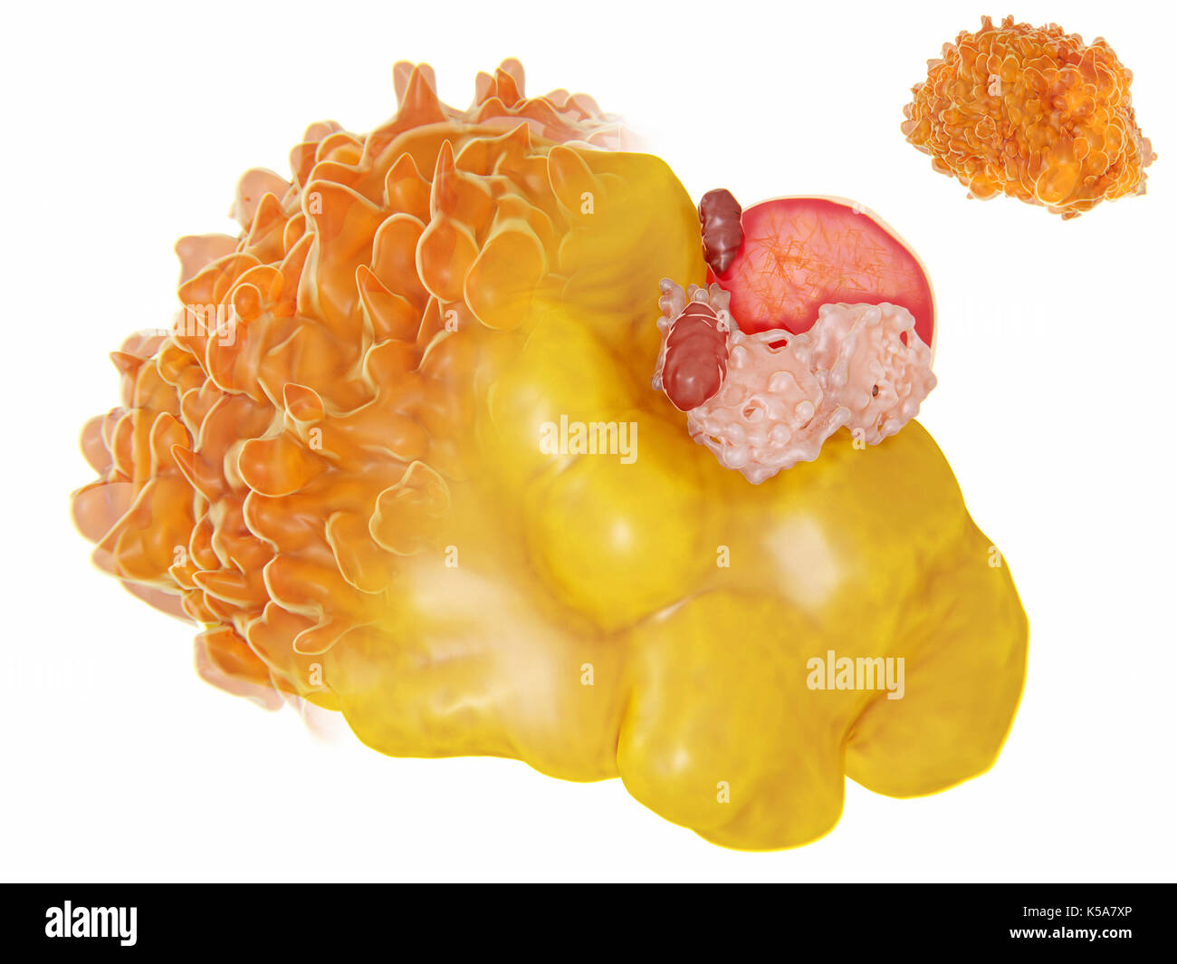 Cella di grasso, illustrazione. La maggior parte di un adipocita (fat cell) è riempita con una gocciolina di lipidi (giallo). Il nucleo cellulare è rosso. Gli adipociti formare tessuto adiposo, che immagazzina energia come uno strato isolante di grasso. Foto Stock