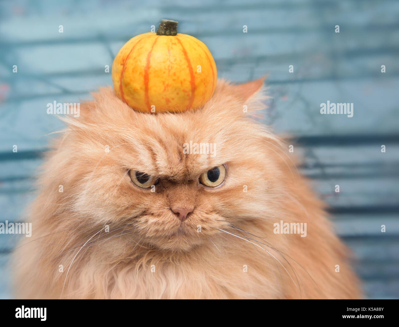 Halloween gatto persiano Foto Stock