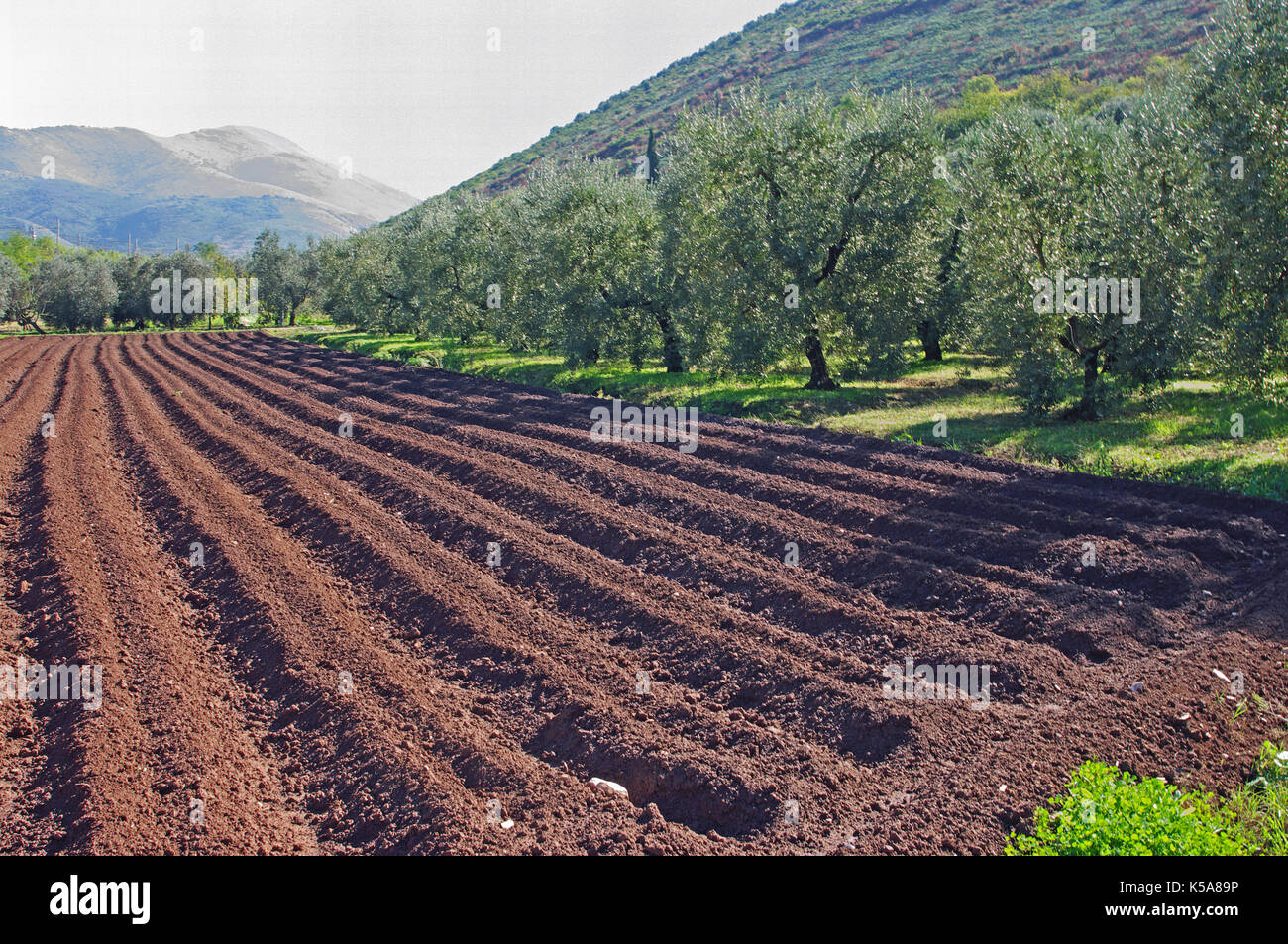 Un campo arato in autunno preparato per la prossima stagione, sul lato alberi di ulivo (fondi, Italia) Foto Stock