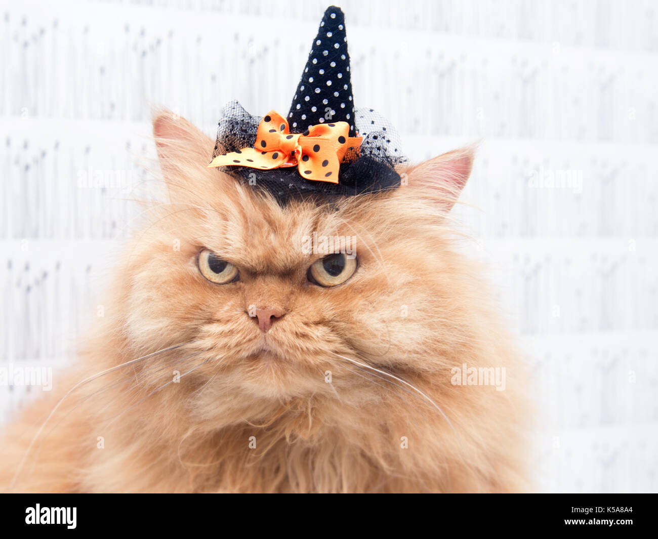 Orange gatto persiano indossando witch hat Foto Stock