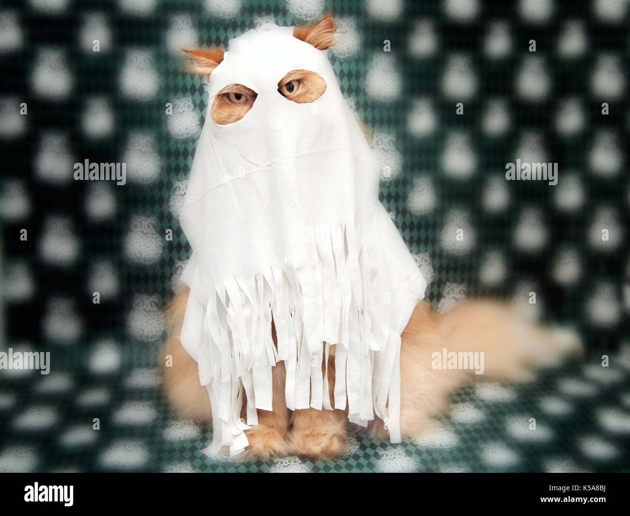 Orange gatto persiano gatto con indosso Halloween costume fantasma Foto  stock - Alamy