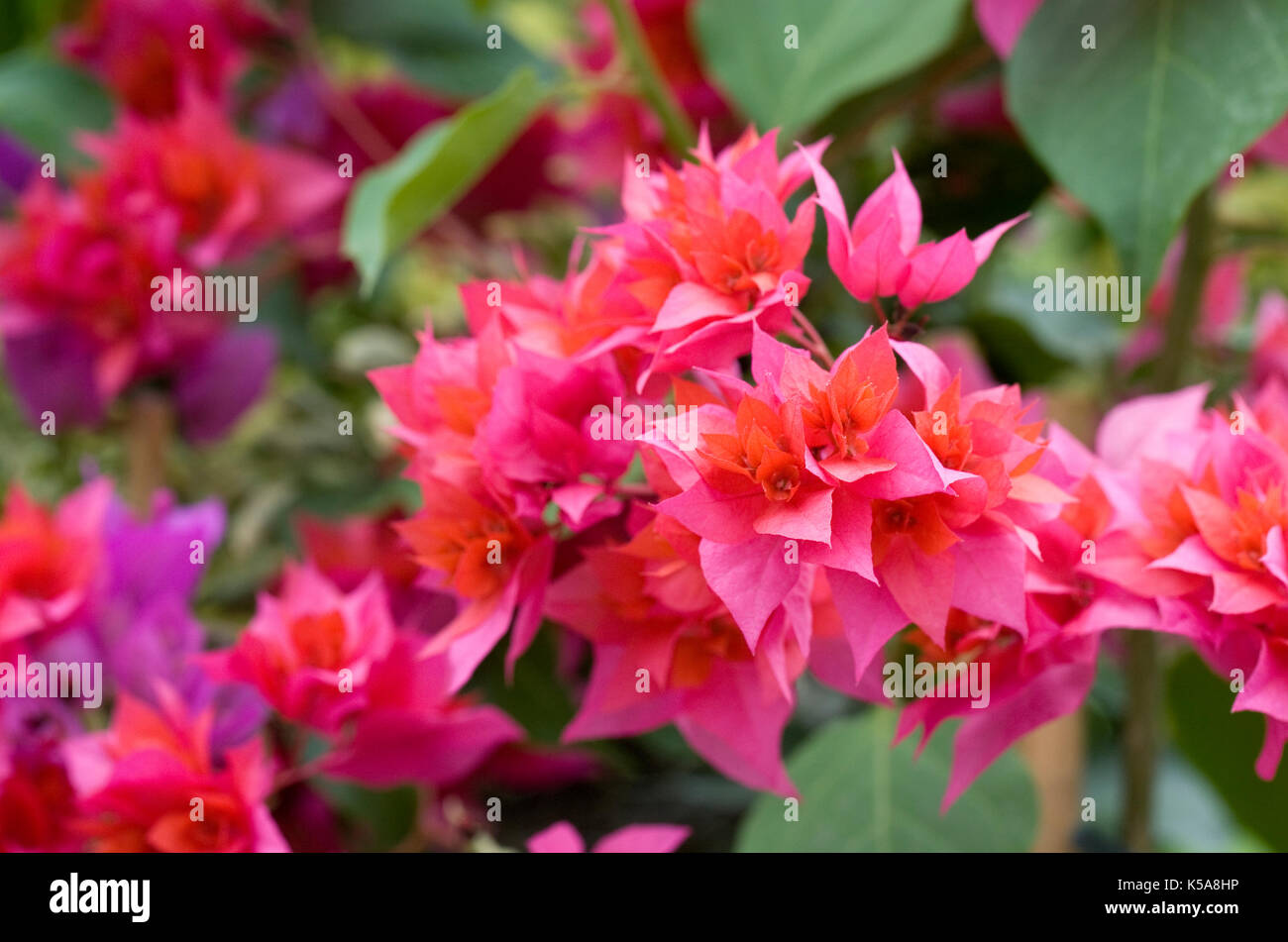 Doppia bouganville in fiore. Foto Stock
