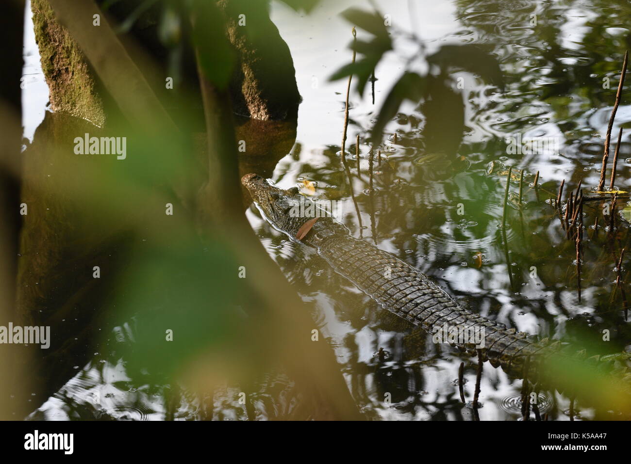 Coccodrillo di acqua dolce Foto Stock