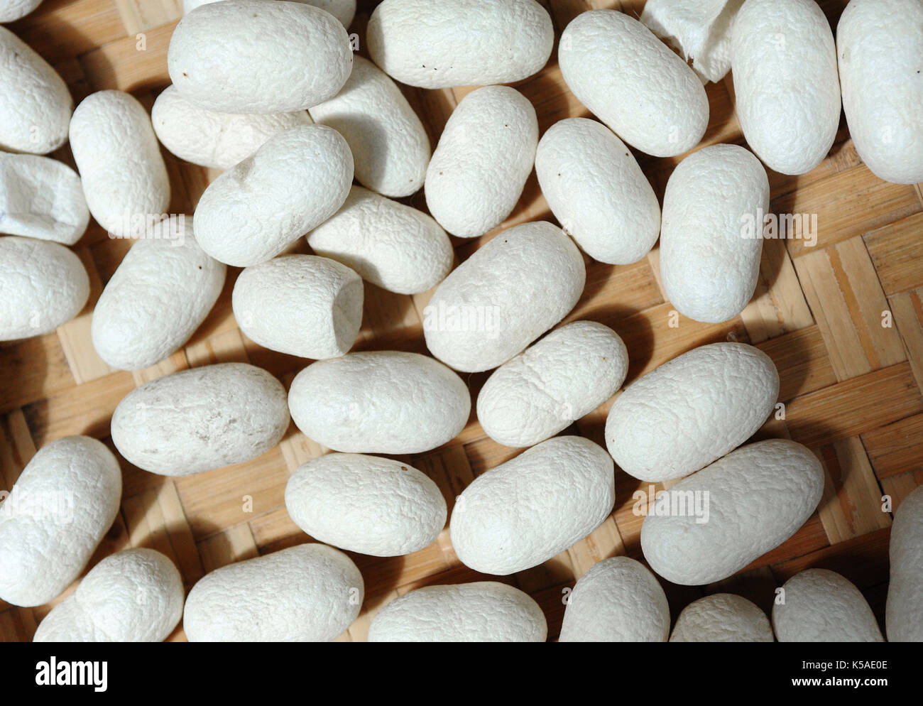 Un mucchio di bozzolo del baco da seta Foto Stock