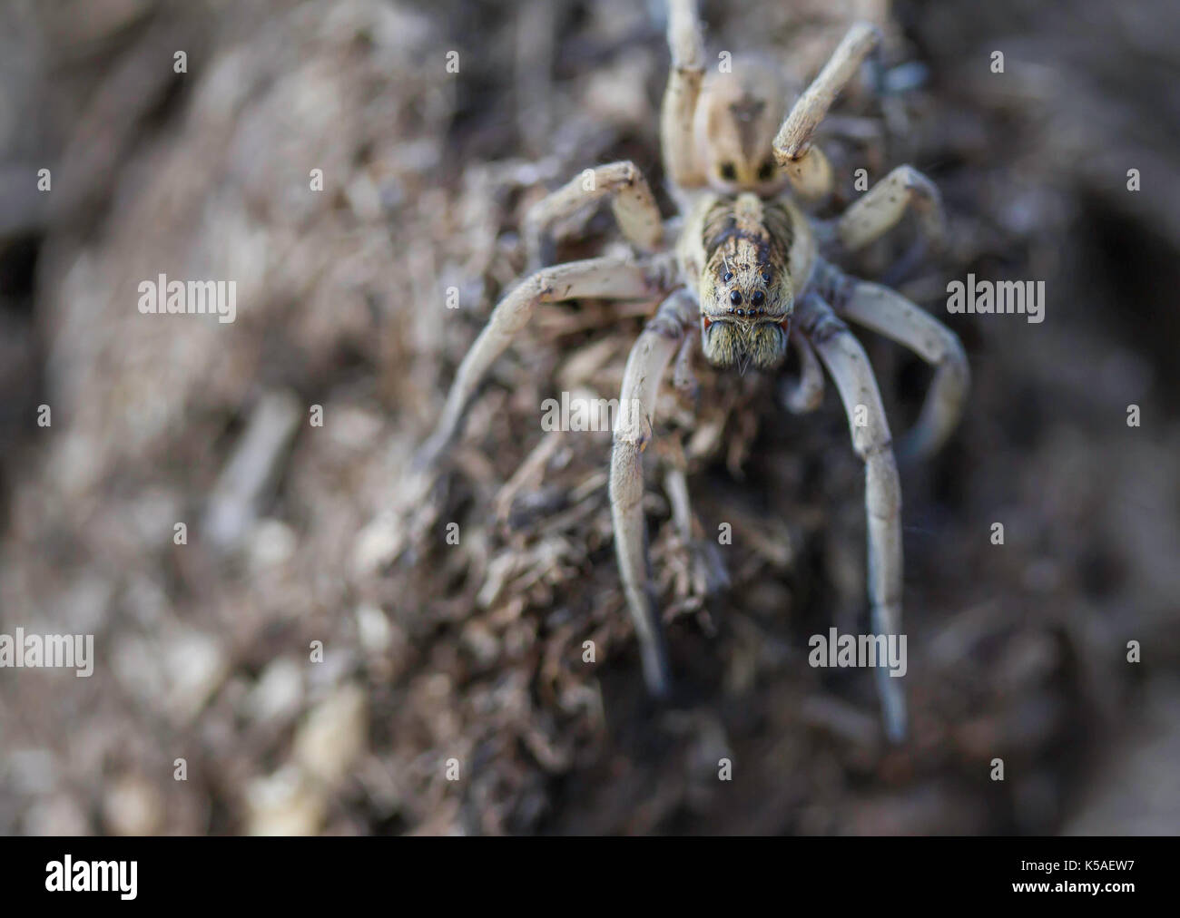 Wolf spider hogna radiata Foto Stock