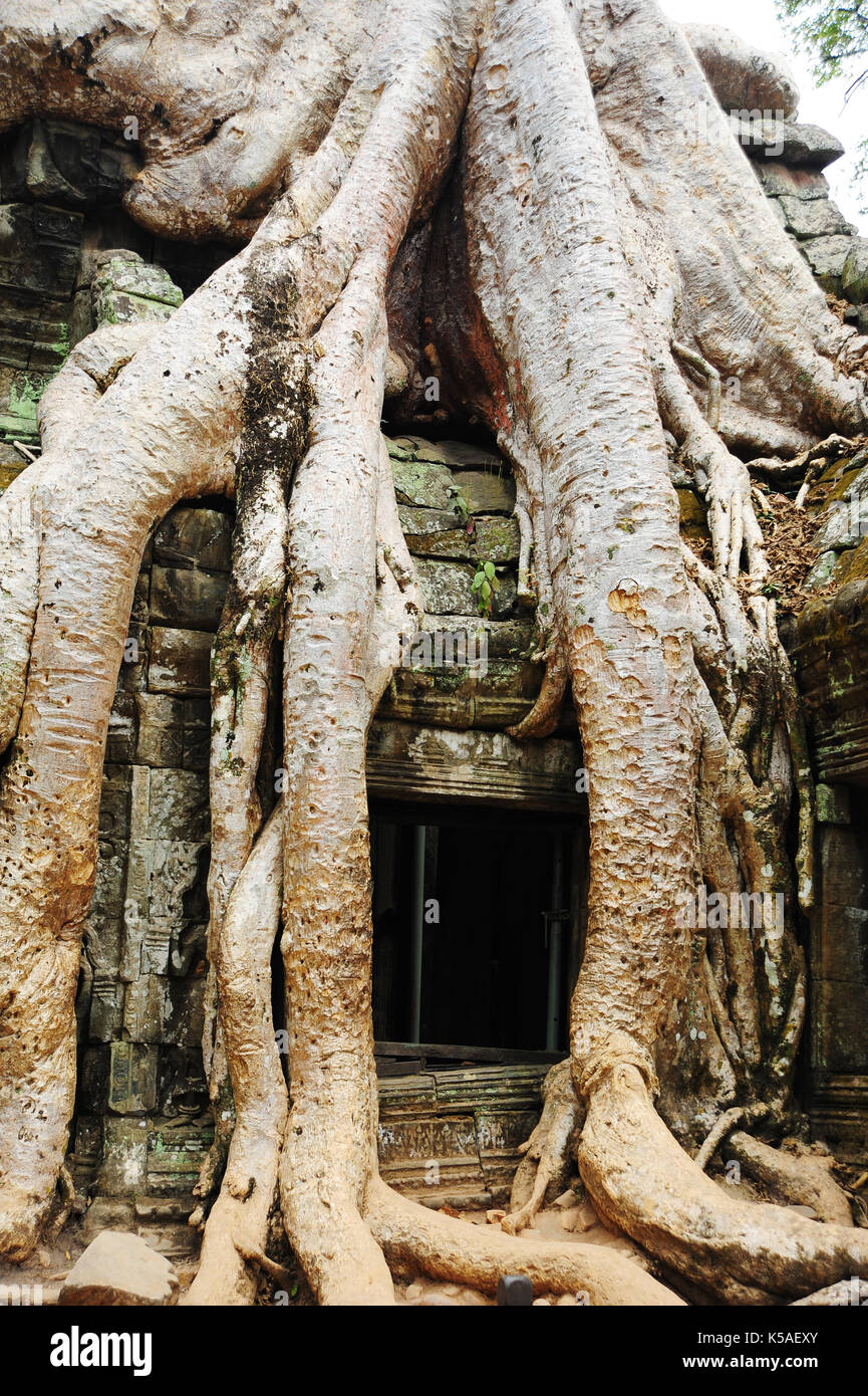 Il vecchio monastero buddista con grandi radici di albero che cresce su tetto,Cambogia. Foto Stock