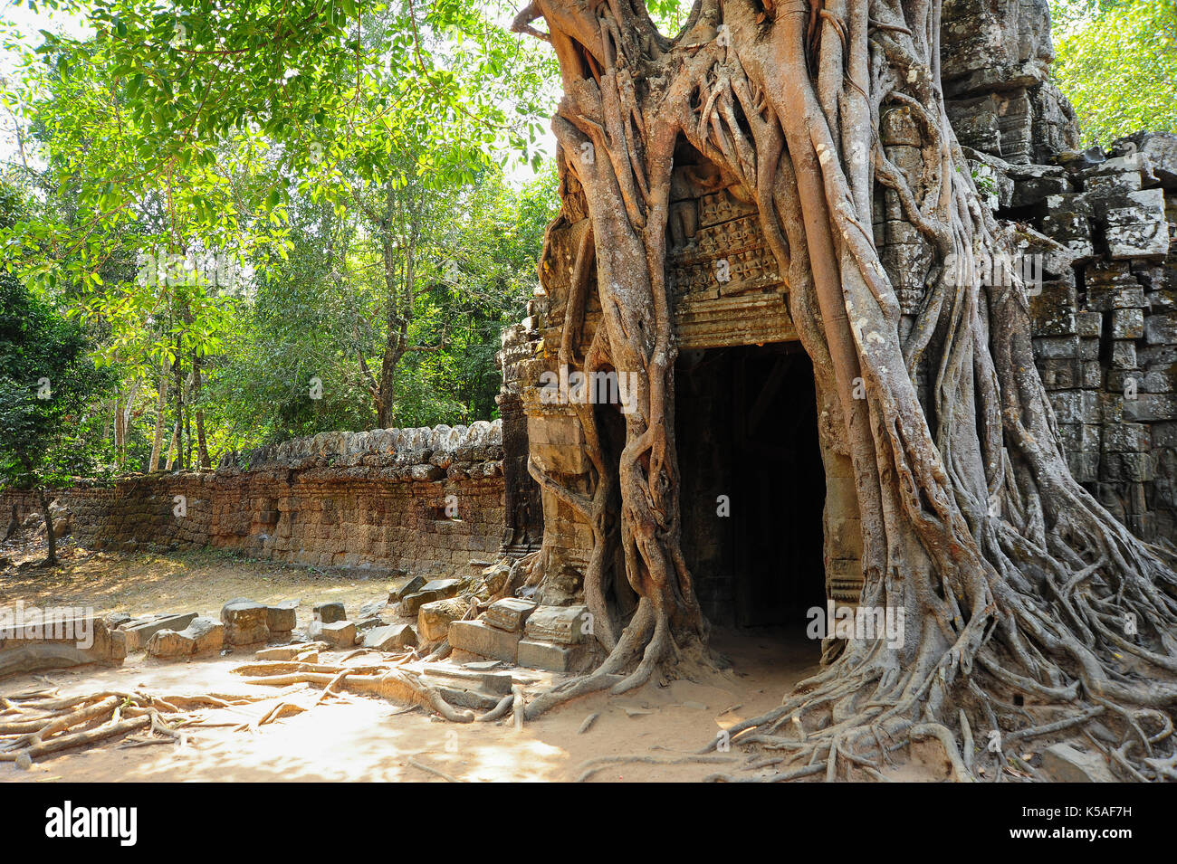 Il vecchio monastero buddista con grandi radici di albero che cresce su tetto,Cambogia. Foto Stock