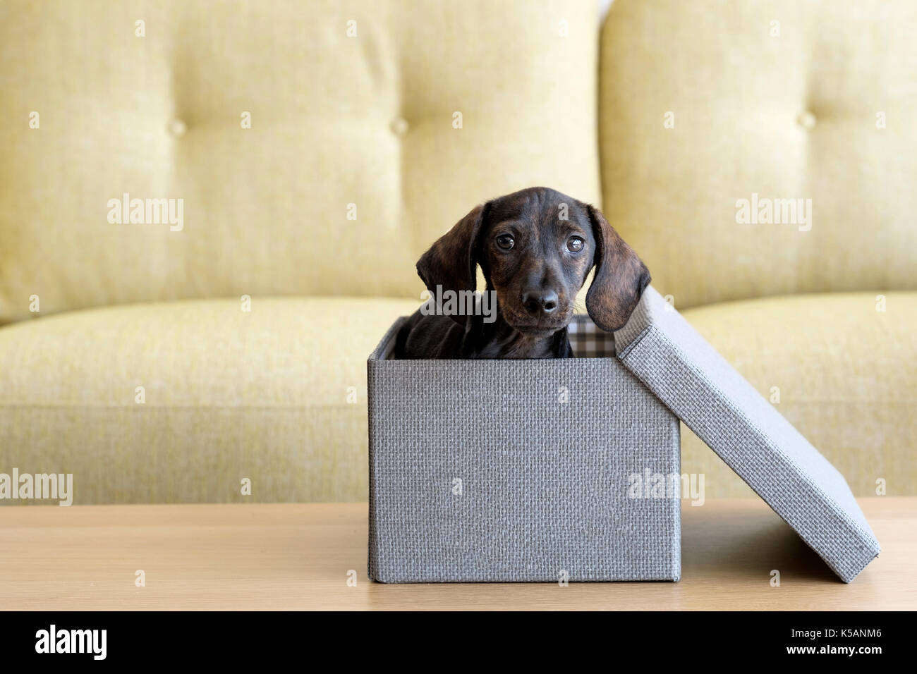 Un cucciolo di cane bassotto all'interno di un tweed scatola finita e col suo coperchio di lato. Guardando come se il cucciolo ha appena arrivato come un presente Foto Stock