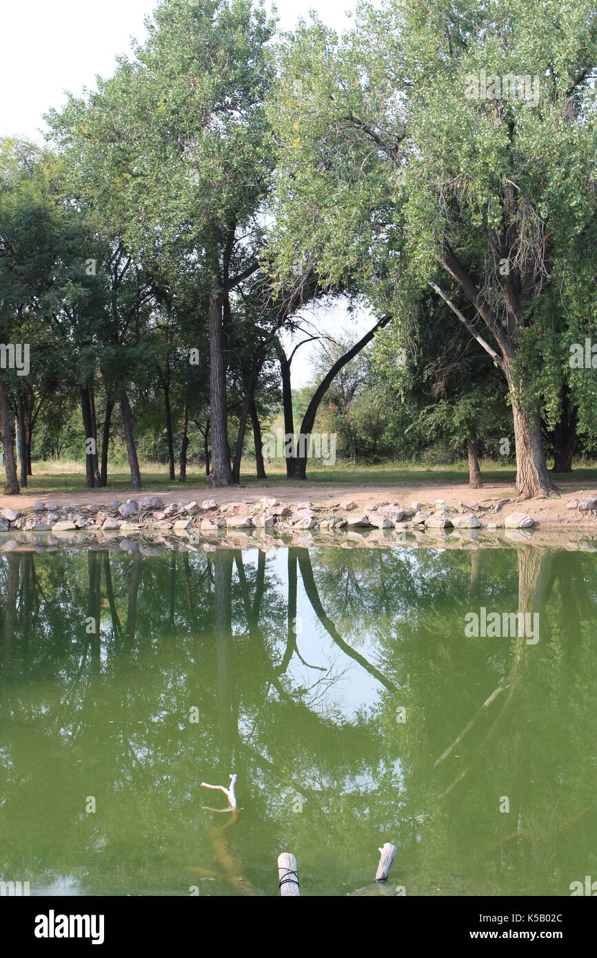 Alberi riflettendo in Willow Springs lago di pesca nella fontana, colorado Foto Stock