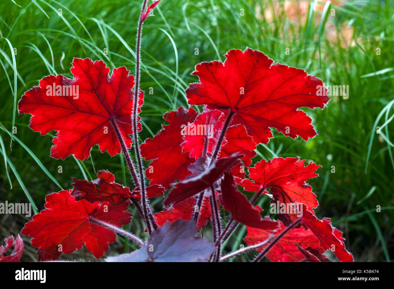 Alum Root Heuchera "Blondie" Coral Bells Heuchera Little Cutie Series Red Leaves Heuchera June Foliage Decorative Red Heuchera Leaves Green Grass Back Foto Stock