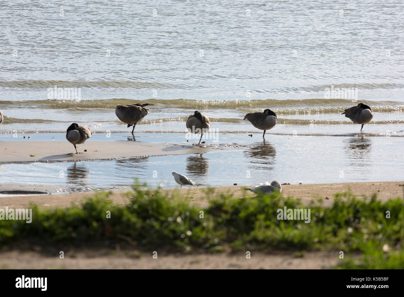 Diverse le oche canadesi dormire in una fila lungo la riva del lago Erie Foto Stock