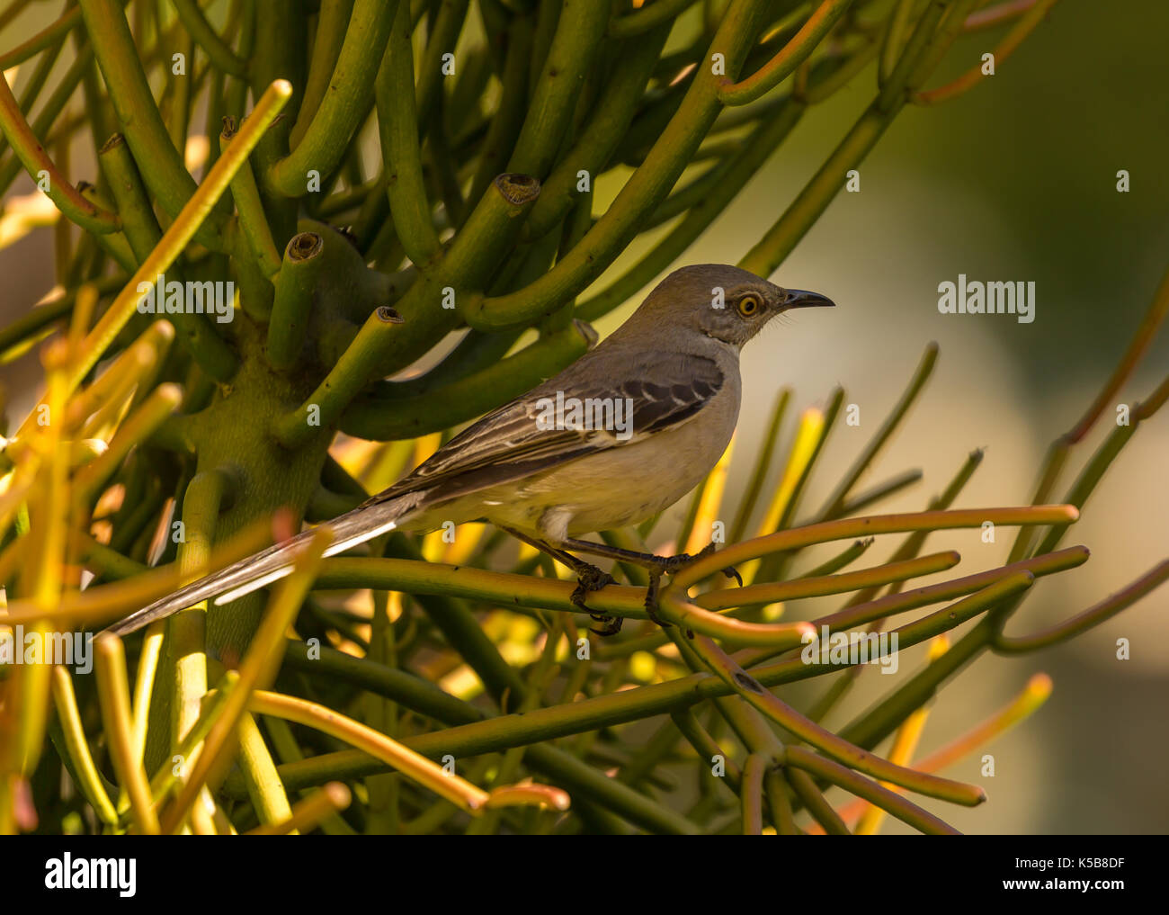 Irridente uccello in una struttura ad albero Foto Stock