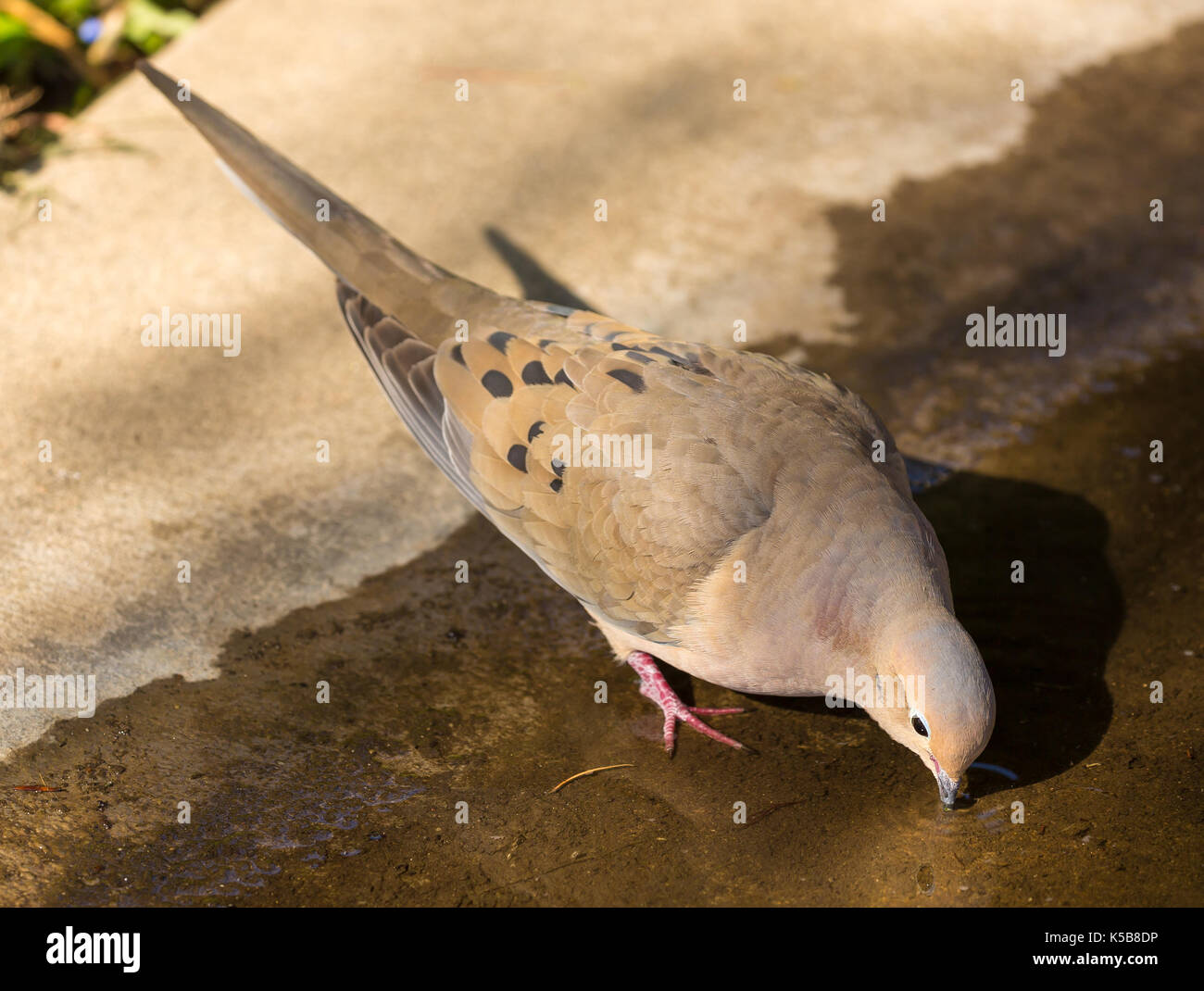 Colomba acqua potabile Foto Stock