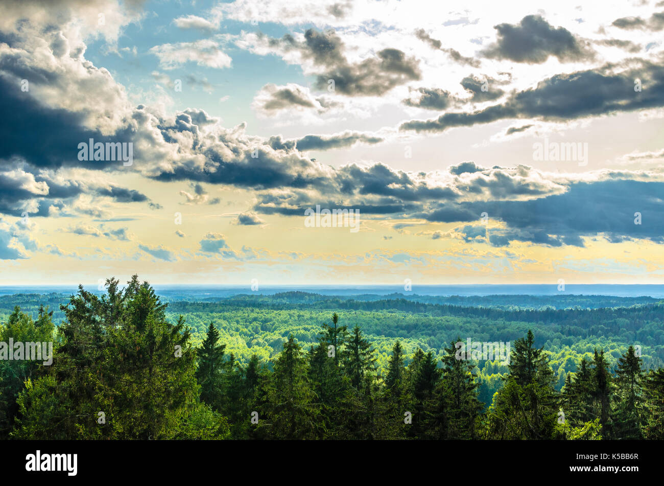Una pineta con accenni di sole che tramonta vista da Suur Munamägi in Estonia Foto Stock