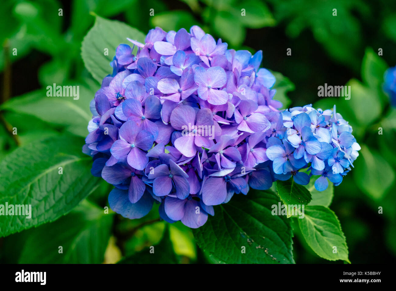 Fioritura freschi colori blu hydrangea pianta che cresce in un ambiente da giardino. Foto Stock