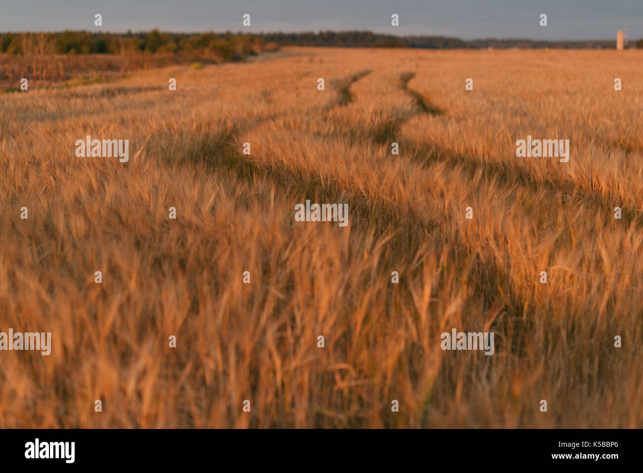 Via auto nel campo di orzo Foto Stock
