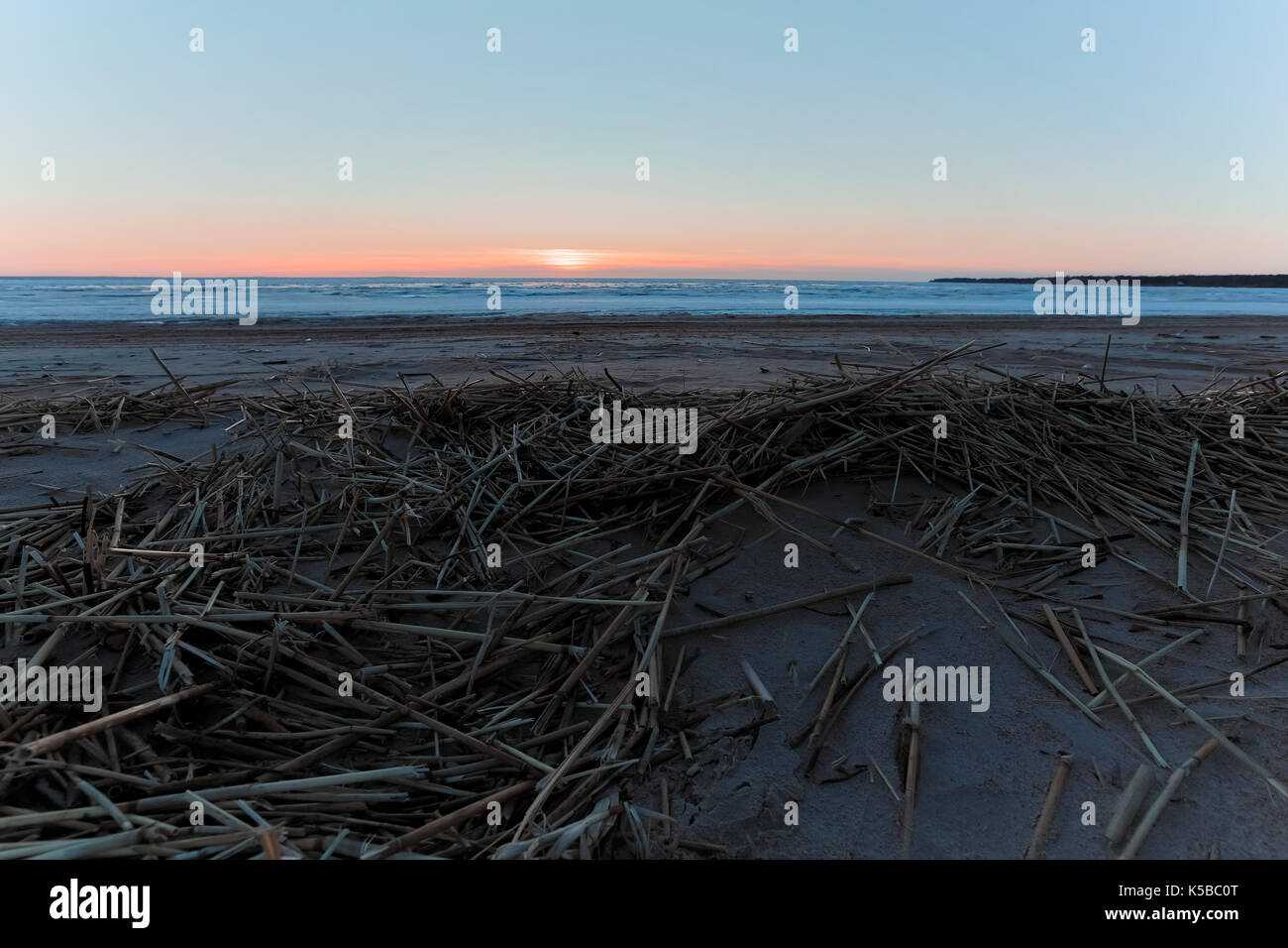 Impianti a secco sulle rive del golfo di Finlandia al tramonto in primavera Foto Stock