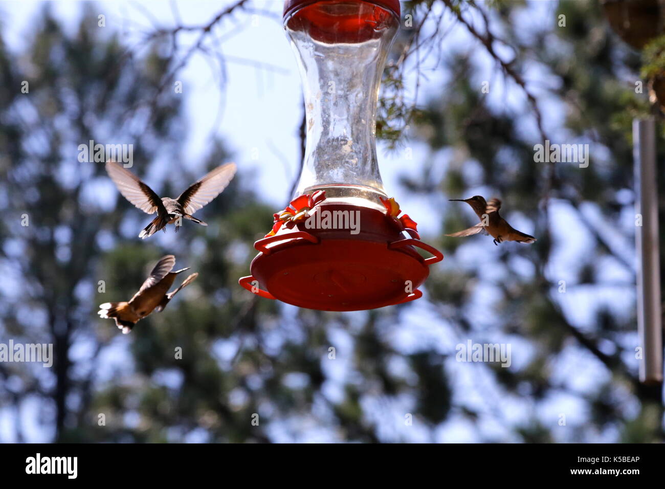 Feeding Frenzy Foto Stock