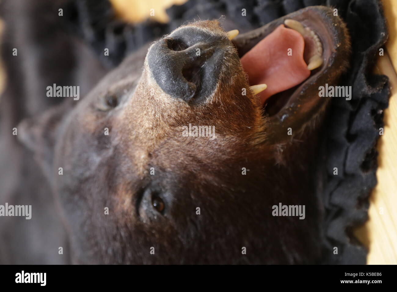 Bear pelle Rug Foto Stock