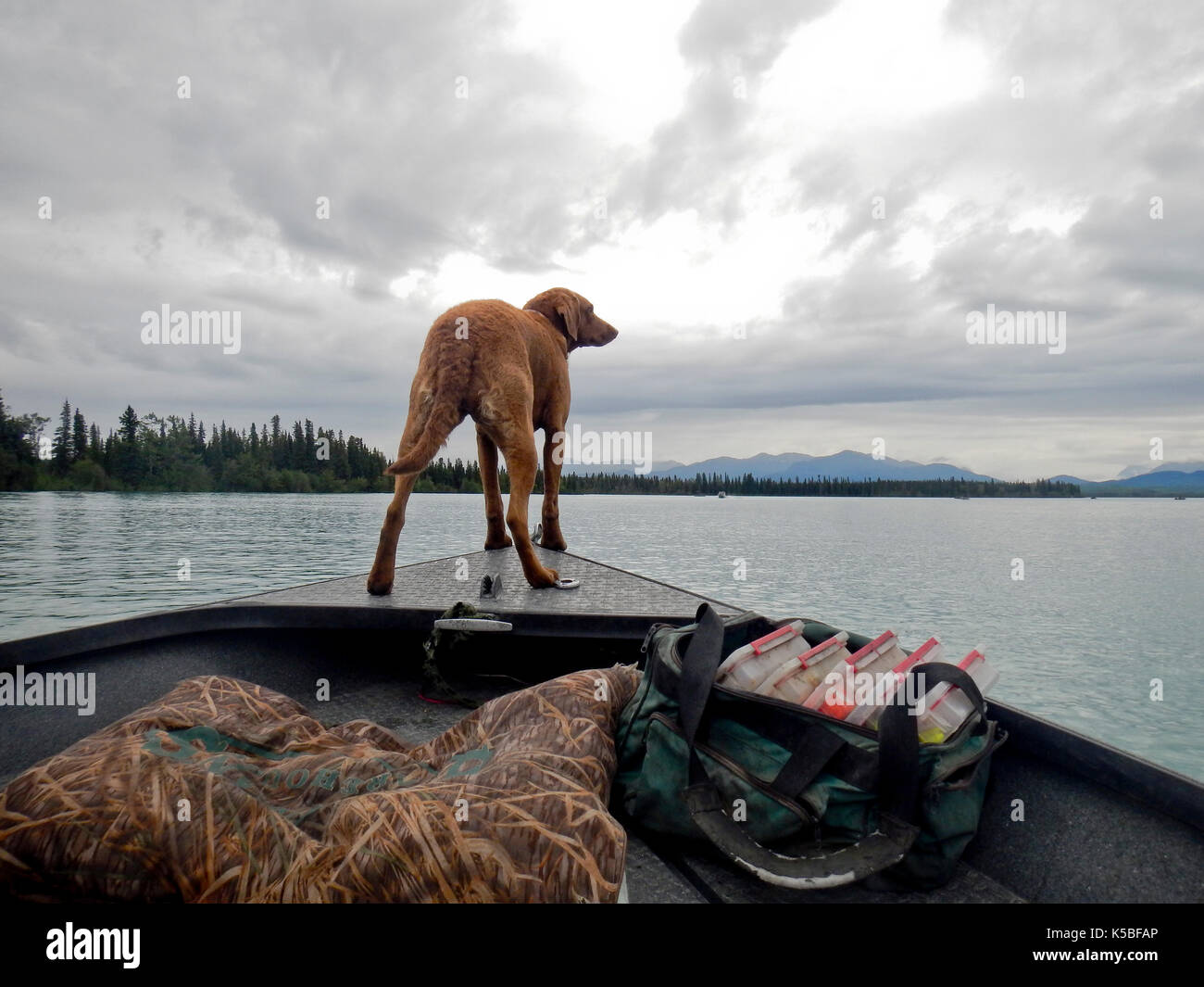 Chesapeak bay retriever permanente sulla prua di una barca da pesca, Alaska Foto Stock