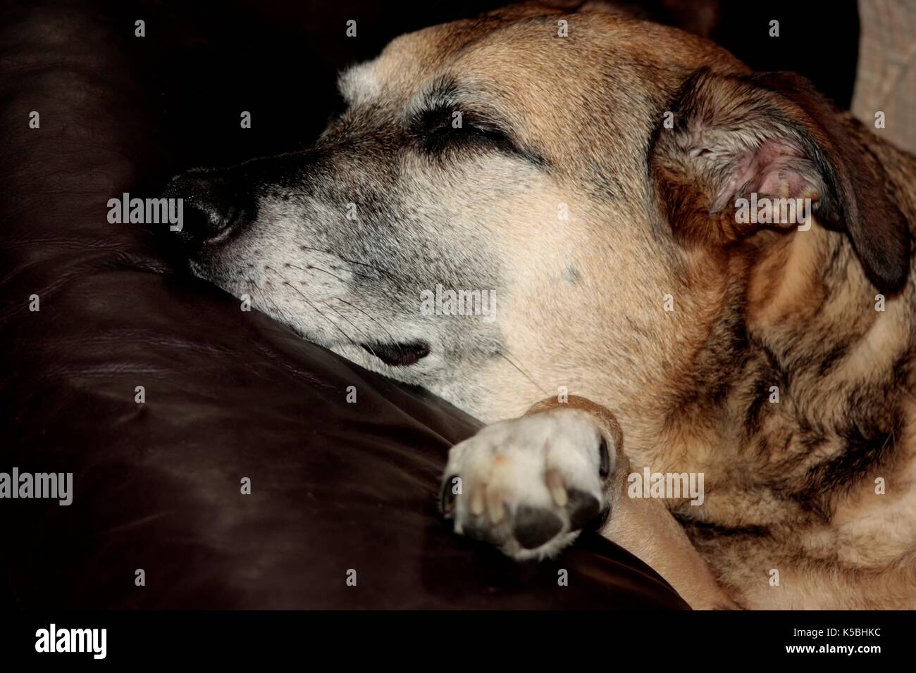 12 anno vecchio cane dormire su un divano Foto Stock