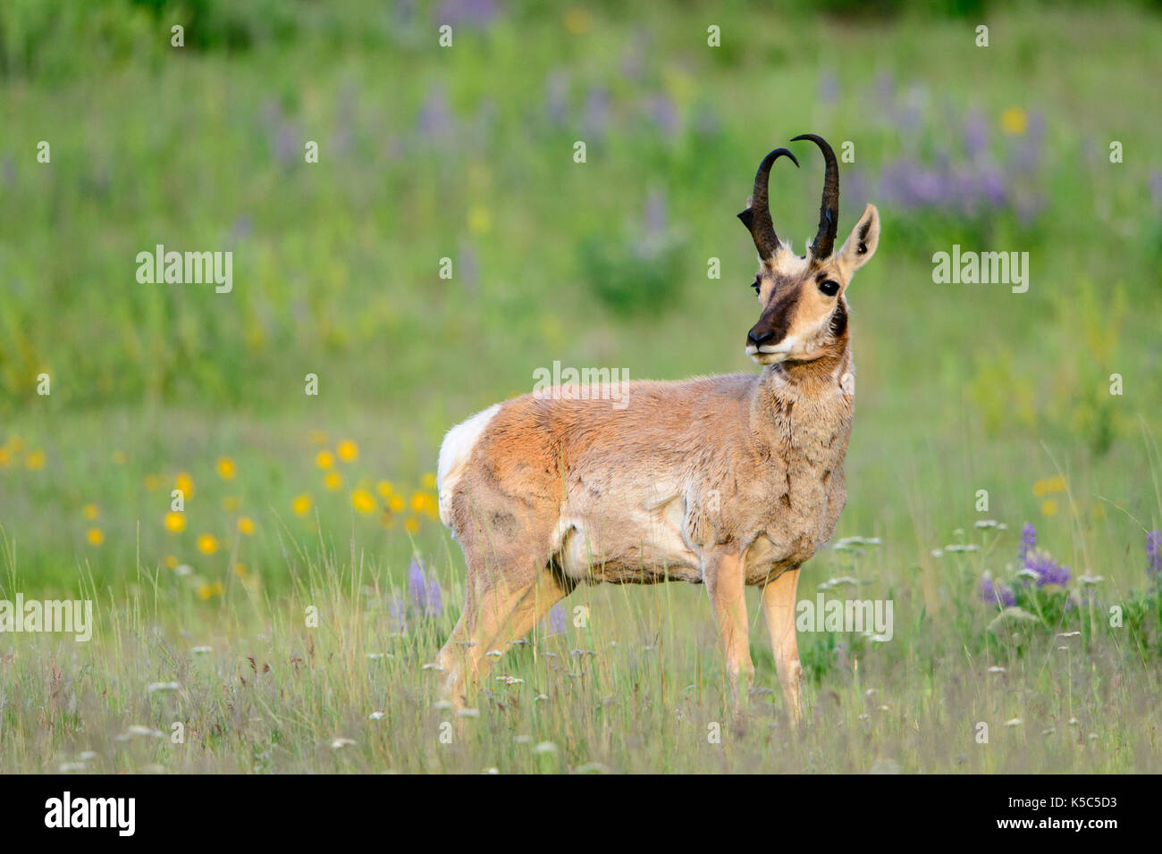 Pronghorn buck (Antilocapra americana), Stati Uniti occidentali Foto Stock