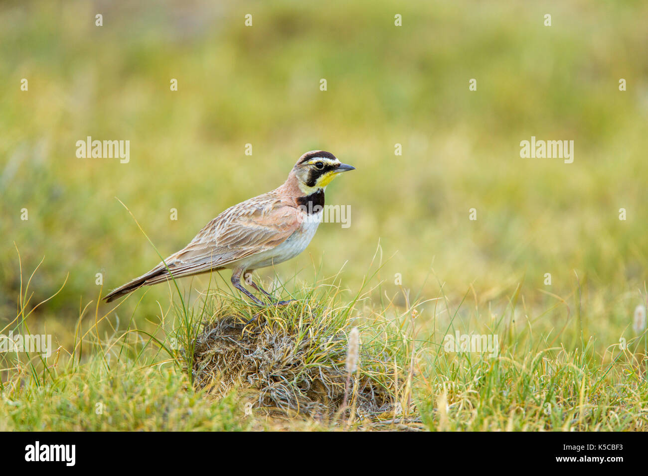 Cornuto lark eremophila alpestris pawnee praterie nazionale, Colorado, negli Stati Uniti il 6 luglio 2017 alaudidae adulti Foto Stock