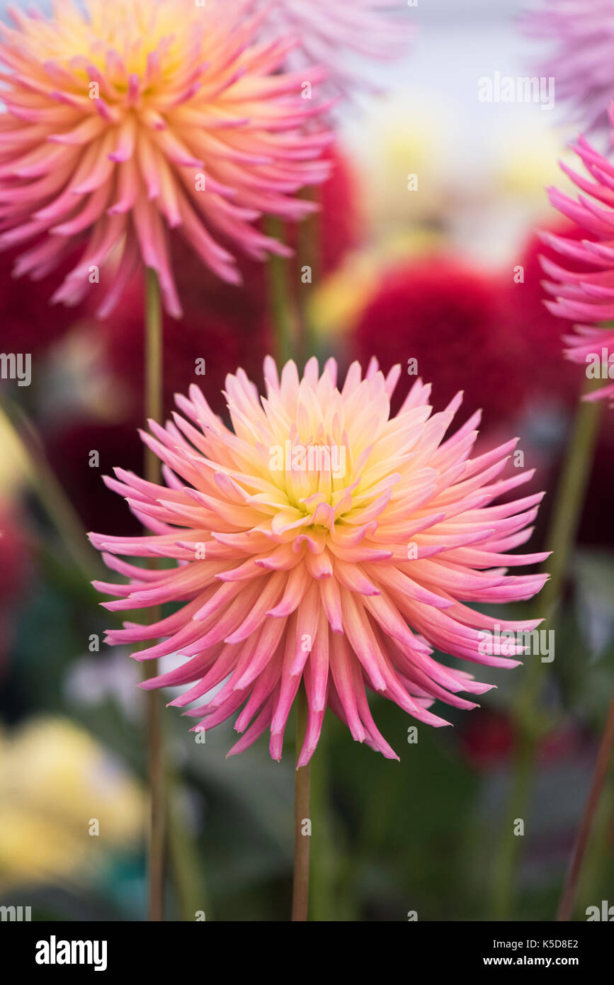 Fiori di Dahlia 'Josudi Telstar' al RHS Wisley flower show, Surrey, Inghilterra Foto Stock