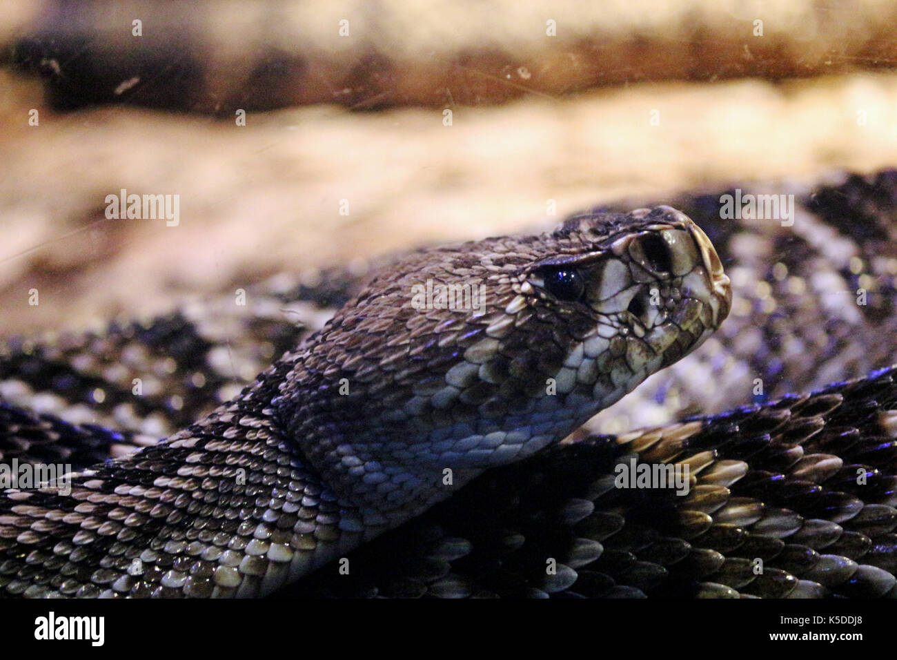 Un ritratto / faccia colpo di un orientale diamondback rattlesnake del nord america Foto Stock