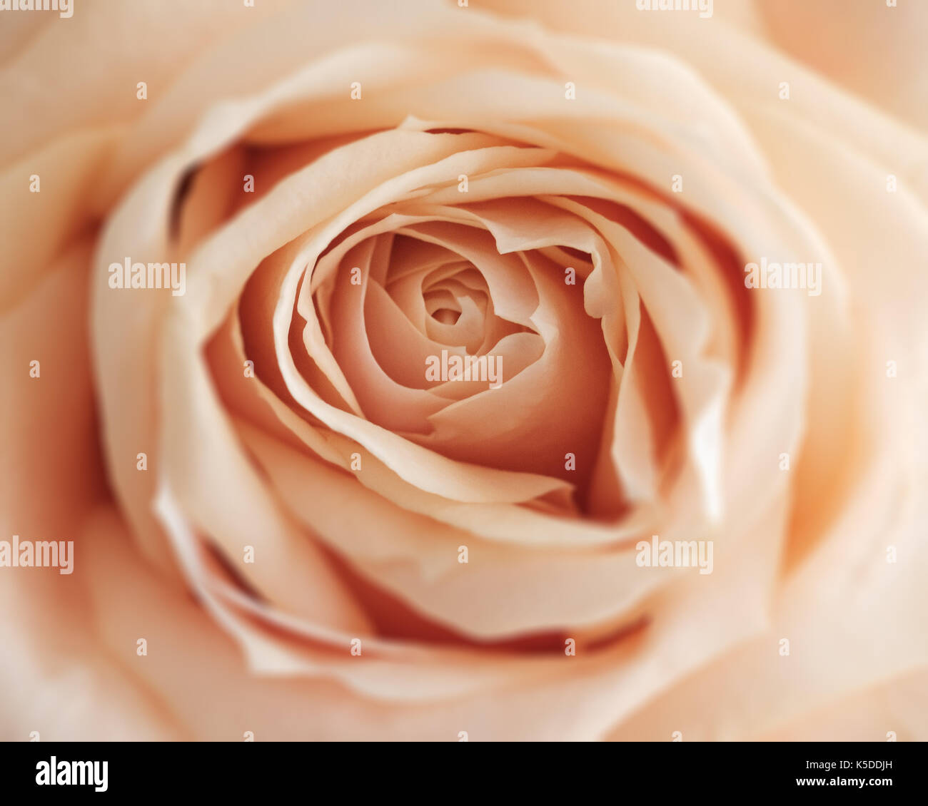 Arancione Rosa close-up può utilizzare come nozze e Valentino concetto di sfondo. soft focus blur. in pastello vintage. Foto Stock