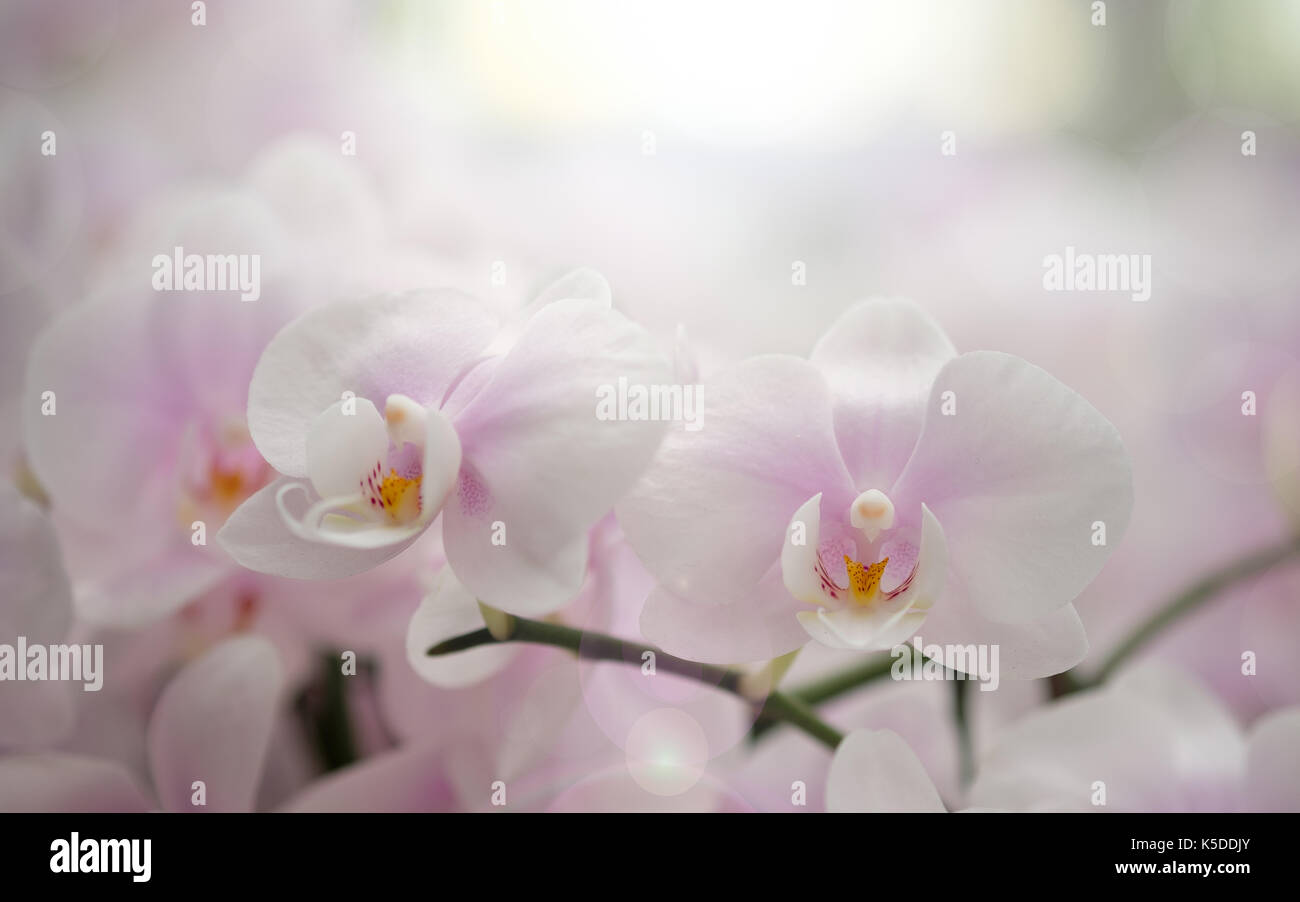 Bellissimi fiori di orchidea nel sole di mattina con sfondo naturale, selezionare la messa a fuoco e la sfocatura, rendere lens flare. Foto Stock
