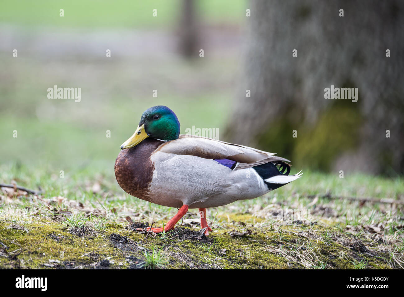 Wild Duck maschio Foto Stock