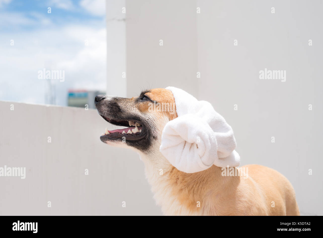 Pembroke corgi rilassante dopo il bagno nel periodo estivo Foto Stock