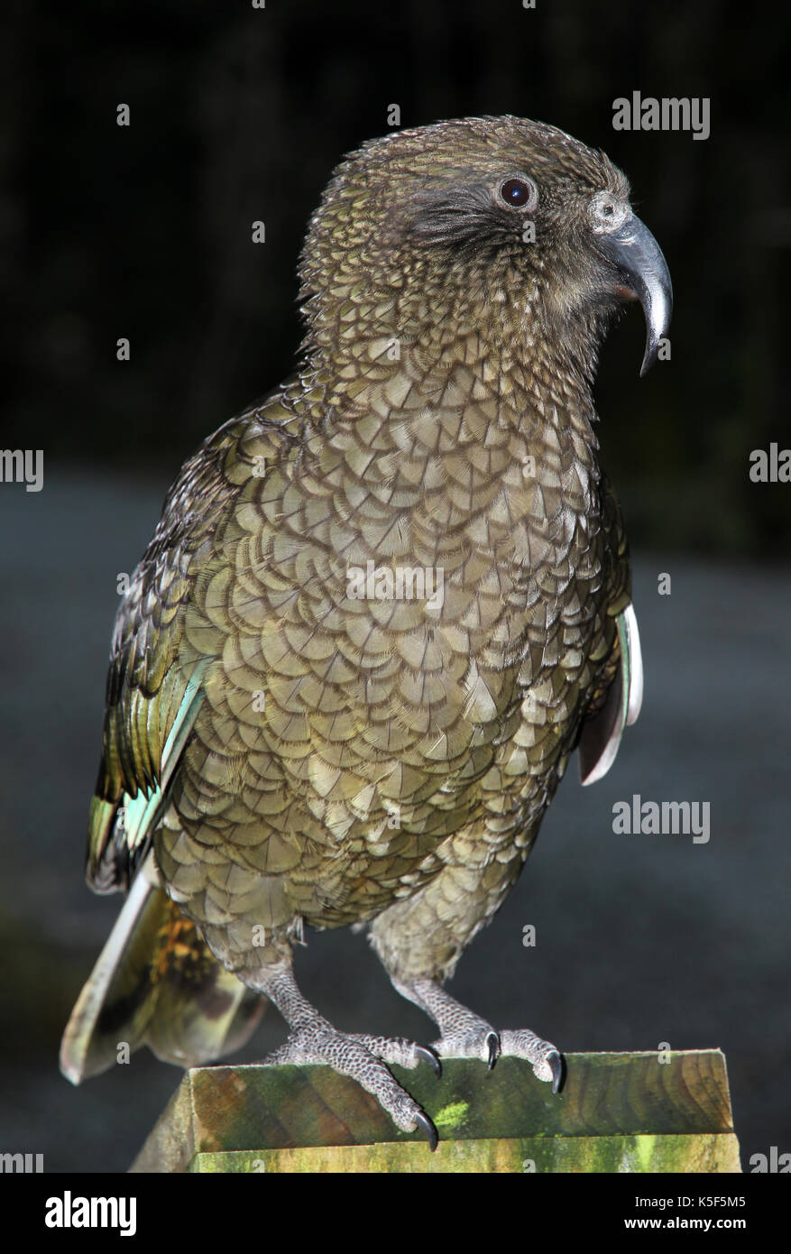 Kea pappagallo alpino Nuova Zelanda Foto Stock